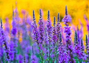 《红霞岛》确认可在Steam Deck上运行 画质别想了